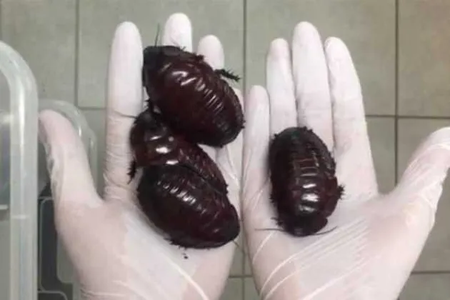 foto unik, foto aneh, foto lucu, foto keren, hal unik di australia