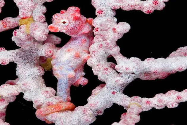 hewn unik, hewan yang bisa berkamuflase, foto unik, foto aneh