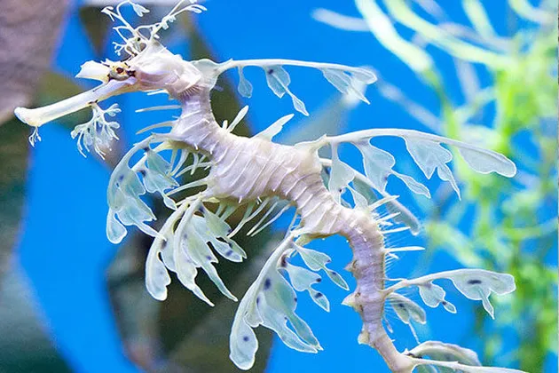 hewn unik, hewan yang bisa berkamuflase, foto unik, foto aneh