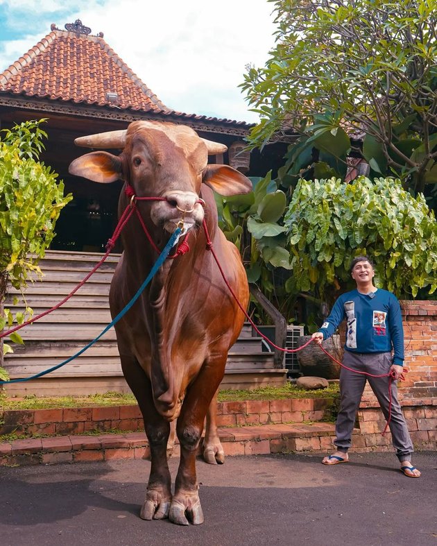 8 Emotional Moments of Irfan Hakim's Togetherness with Wariso, a 1.75 Meter Tall and 1.2 Ton Weighted Sacrificial Cow