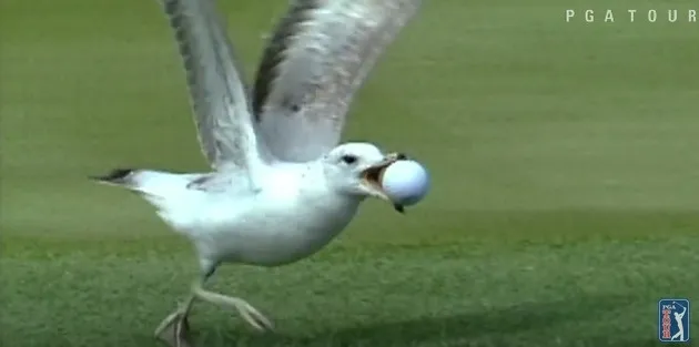 foto unik, foto aneh, foto lucu, foto keren