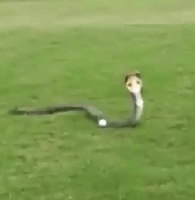 foto unik, foto aneh, foto lucu, foto keren