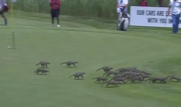 foto unik, foto aneh, foto lucu, foto keren