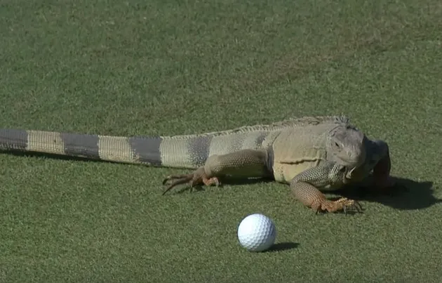 foto unik, foto aneh, foto lucu, foto keren