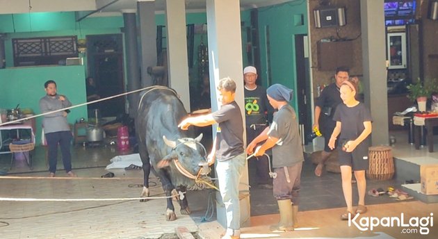 8 Pictures of Ayu Ting Ting Celebrating Eid al-Adha, Sacrificing 3 Cows Slaughtered Directly at Her Home