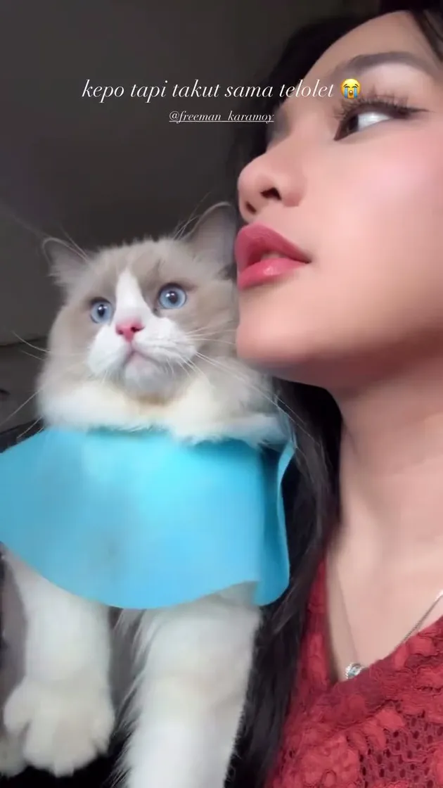 Potret Gemas Kucing Davina Karamoy