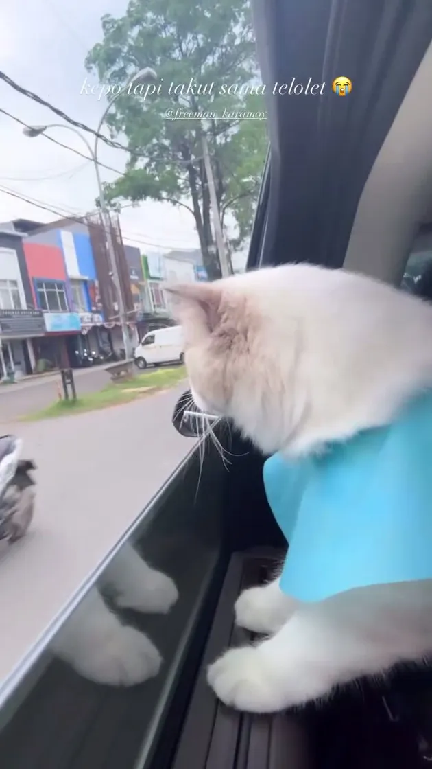Potret Gemas Kucing Davina Karamoy