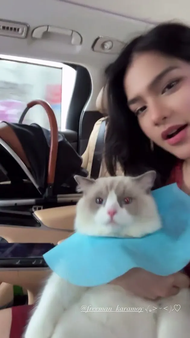 Potret Gemas Kucing Davina Karamoy