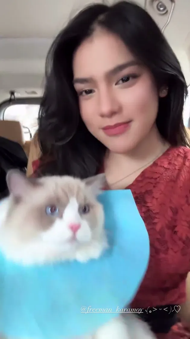 Potret Gemas Kucing Davina Karamoy