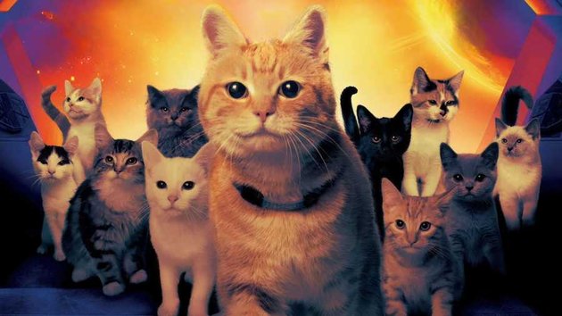 8 Portraits of Goose, the Cat in 'THE MARVELS' Movie that Captivates Fans - Turns Out to be an Orange Cat Species!