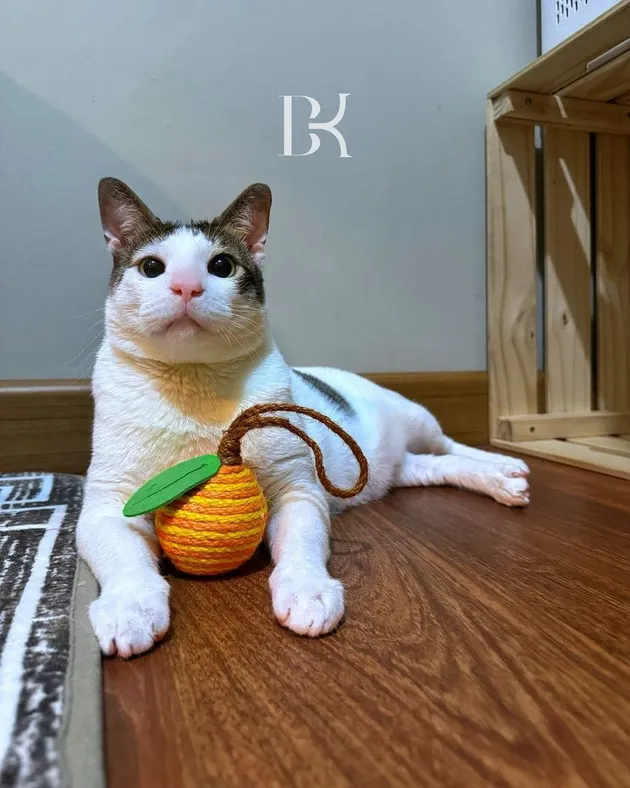 Kucing Presiden Prabowo