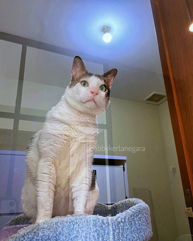 8 Photos of Bobby Kertanegara's Room, Prabowo Subianto's Beloved Cat, Comfortable with AC and Crocodile Doll - Stroller Price Becomes Spotlight