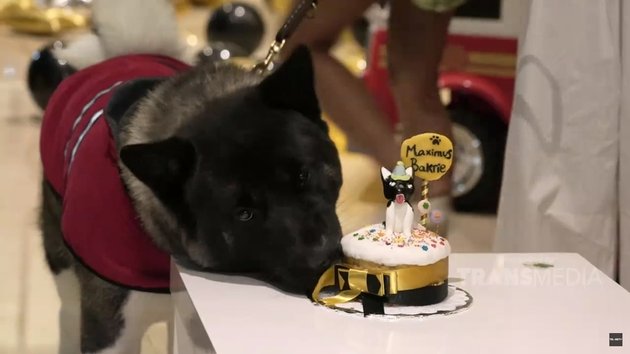 8 Portraits of Maximus' Birthday Celebration, Nia Ramadhani's Dog, Attention-Grabbing Cake - Festive with the Presence of the Bakrie Family