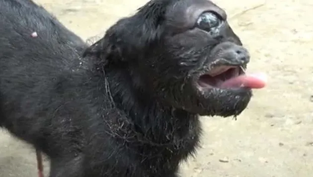 makhluk aneh, makhluk unik, hewan aneh, foto aneh