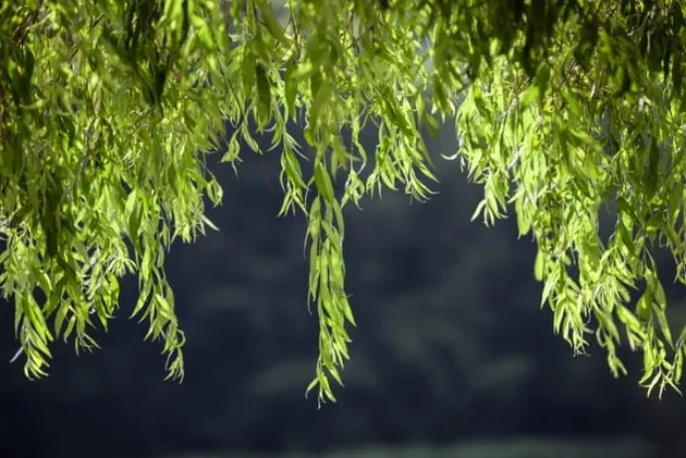 Ritual Pemakaman Benda