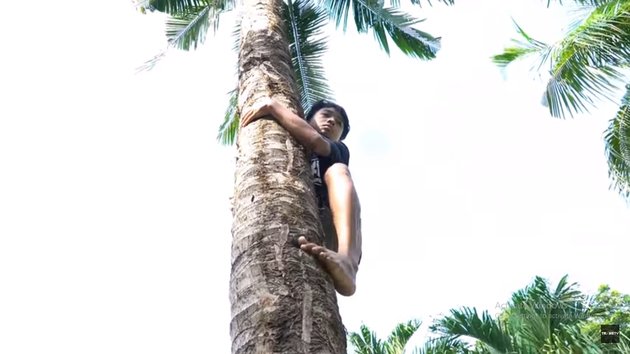 9 Photos of Betrand Peto Picking Coconuts for Thalia Putri Onsu, Willing to Climb Really High Trees