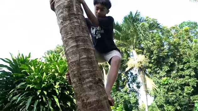 9 Photos of Betrand Peto Picking Coconuts for Thalia Putri Onsu, Willing to Climb Really High Trees