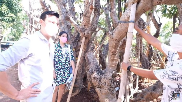 9 Portraits of Titi Kamal and Christian Sugiono Shopping for New Home Garden Needs, Buying Trees Worth Tens of Millions of Rupiah