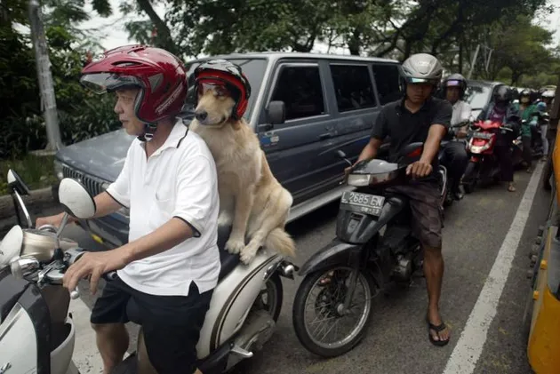 Ace Armani Anjing Pintar