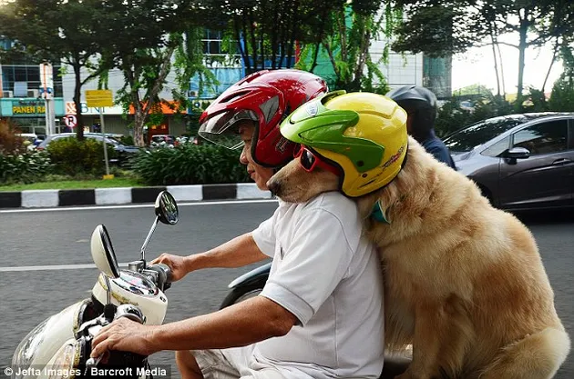 Ace Armani Anjing Pintar