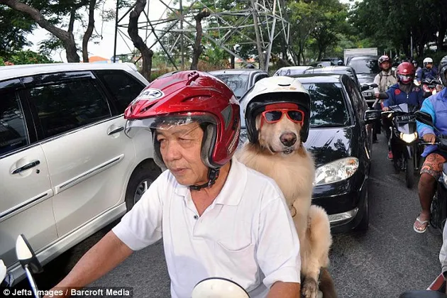 Ace Armani Anjing Pintar
