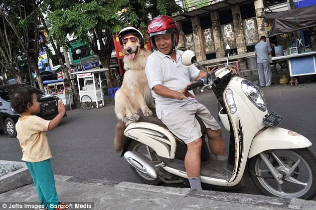 Ace Armani Anjing Pintar