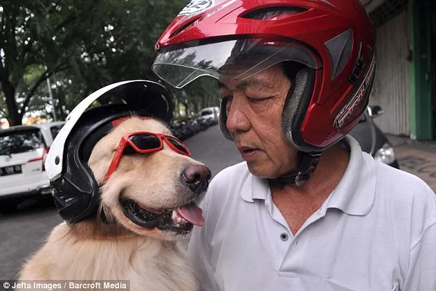 Ace Armani Anjing Pintar