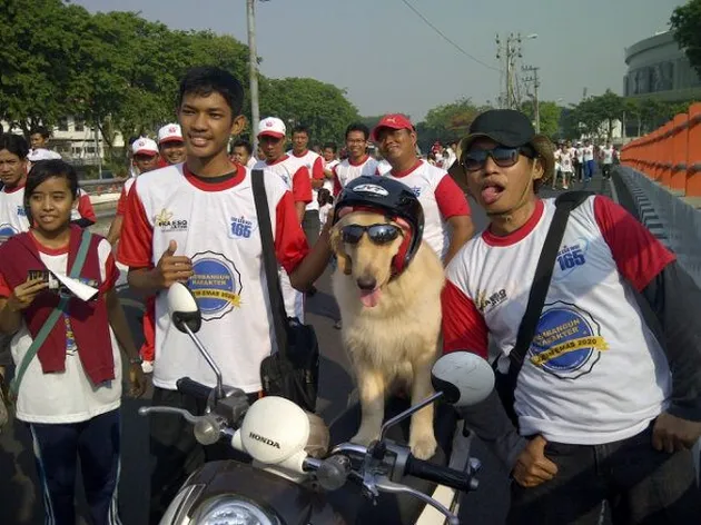 Ace Armani Anjing Pintar