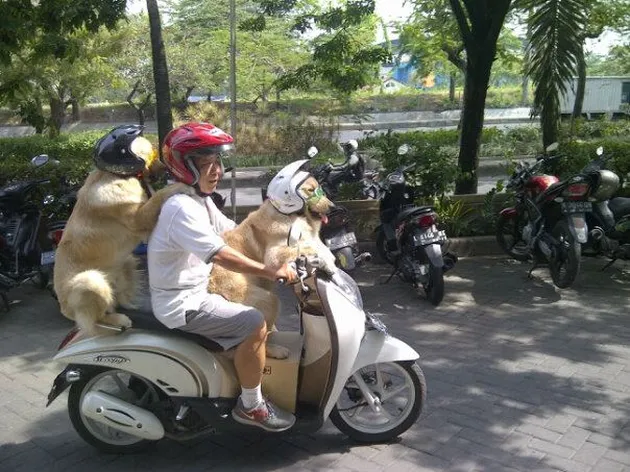 Ace Armani Anjing Pintar