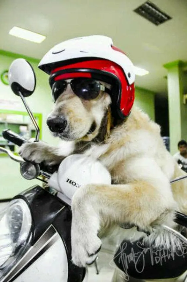 Ace Armani Anjing Pintar