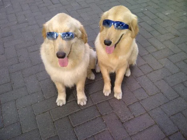 Ace Armani Anjing Pintar
