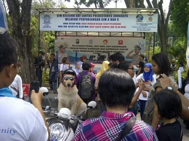 Ace Armani Anjing Pintar