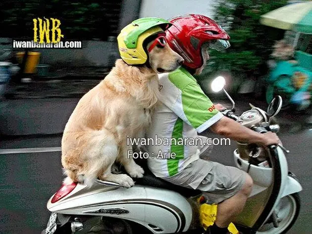 Ace Armani Anjing Pintar