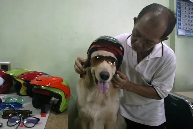 Ace Armani Anjing Pintar