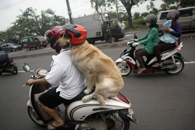 Ace Armani Anjing Pintar