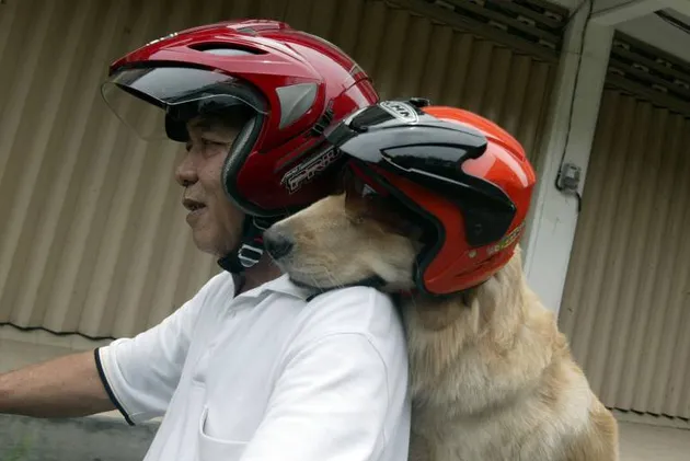 Ace Armani Anjing Pintar