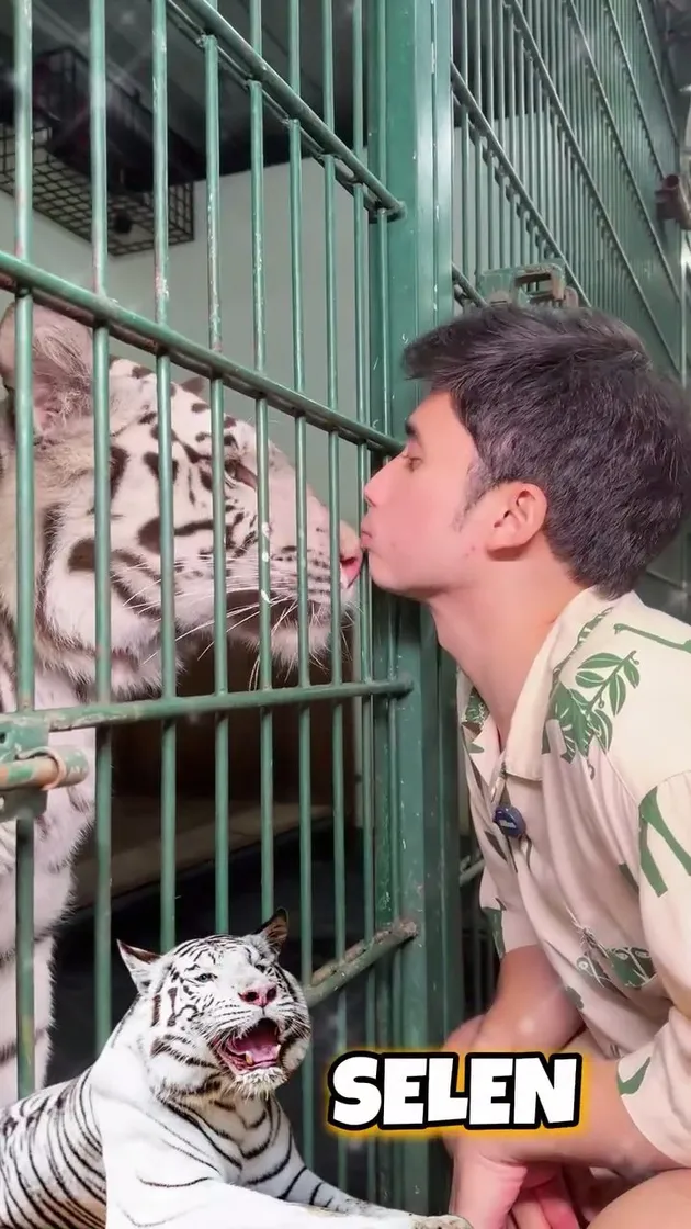 Alshad Ahmad cium harimau Selen