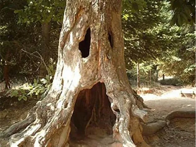 Pohon berwajah manusia