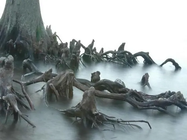 Pohon berwajah manusia