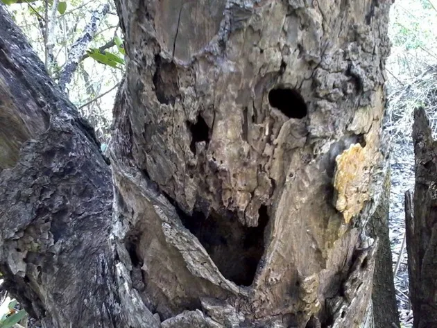 Pohon berwajah manusia