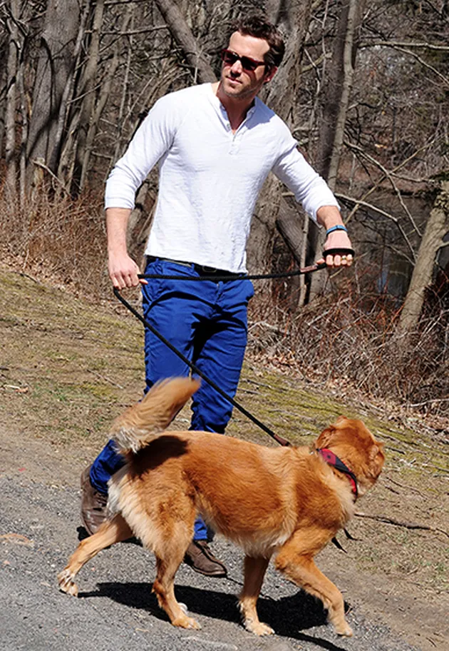 Hewan Peliharaan Artis Hollywood