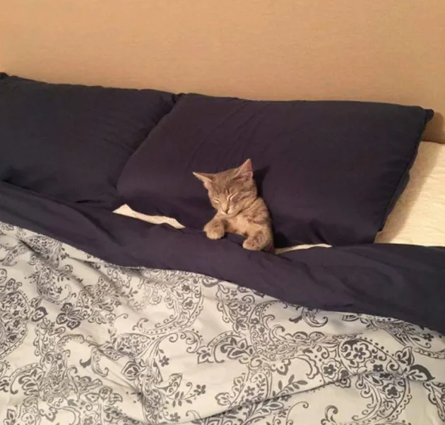 Kucing Lucu Berselimut