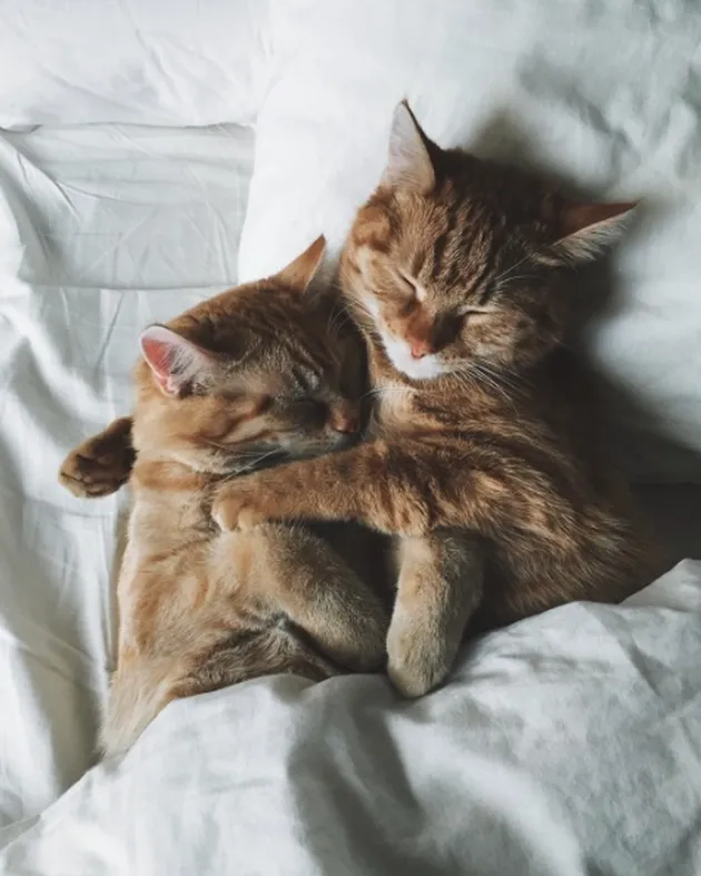 Kucing Lucu Berselimut