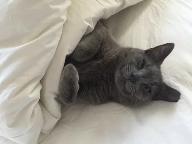 Kucing Lucu Berselimut