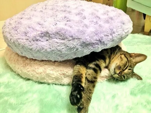Kucing Lucu Berselimut