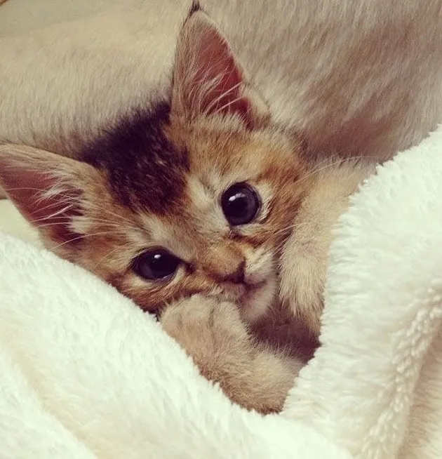 Kucing Lucu Berselimut