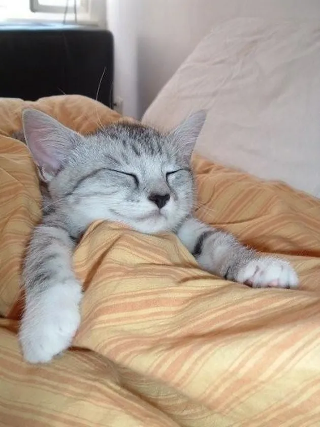 Kucing Lucu Berselimut