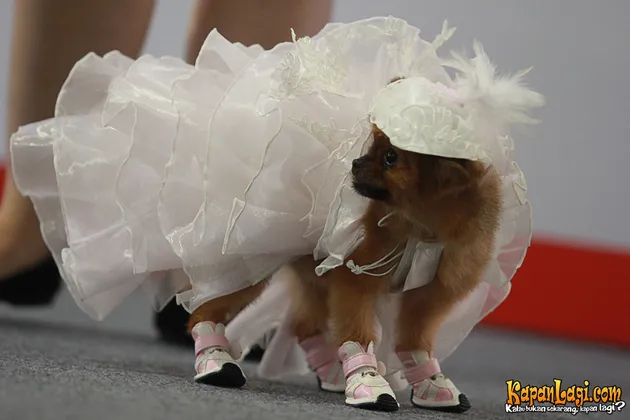 Fashion Anjing