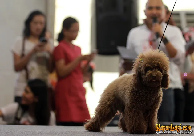 Fashion Anjing