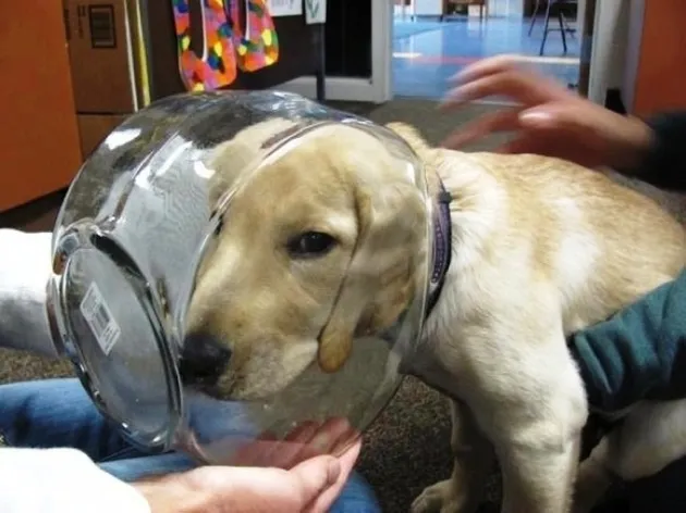 Anjing-Anjing Paling Menyesal di Dunia